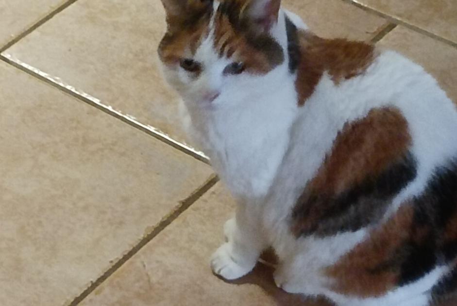 Fundmeldung Katze  Unbekannt Buxières-lès-Clefmont Frankreich