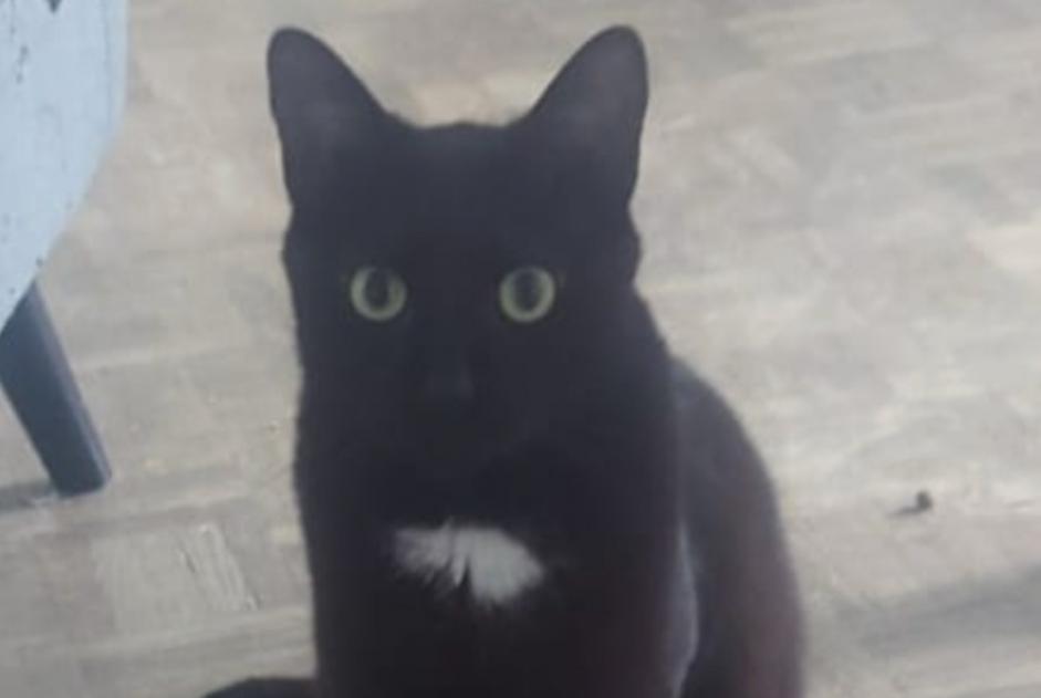 Alerte Disparition Chat Mâle , 3 ans Chaumont France